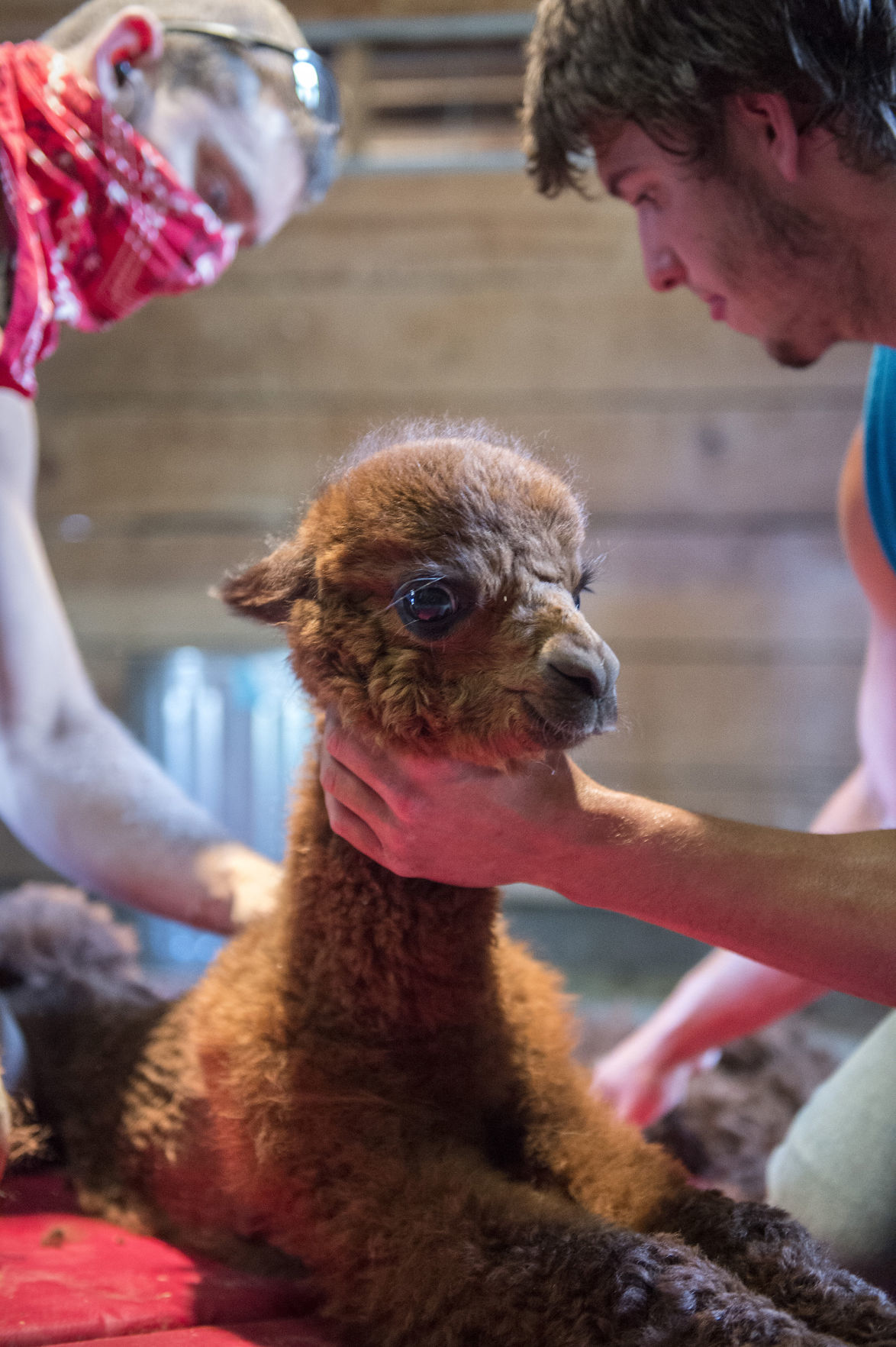 Shearing Alpacas